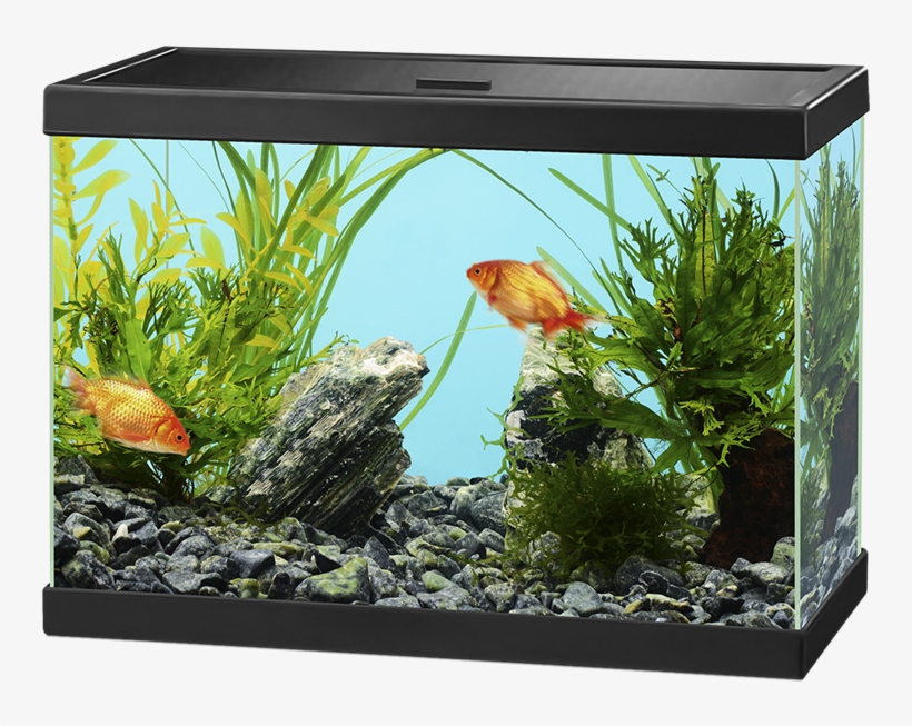 Aquarium Png - Ciano Aqua 15, transparent png #2883823