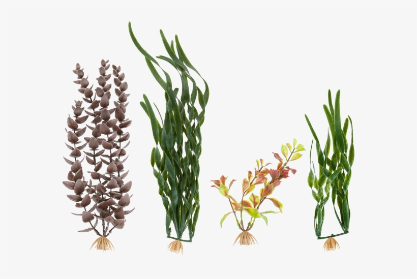 Ml90542 - Transparent Background Aquarium Plants Png, transparent png #2883925