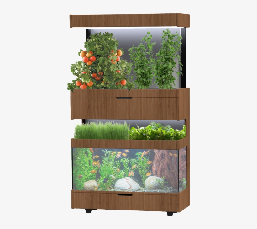 Grove Fish Tank - Grove Ecosystem, transparent png #2883980