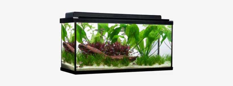 Get On Your Way To Becoming A True Aquarist By Introducing - Fluval 55 Gallon Premium Aquarium Kit Review, transparent png #2884003