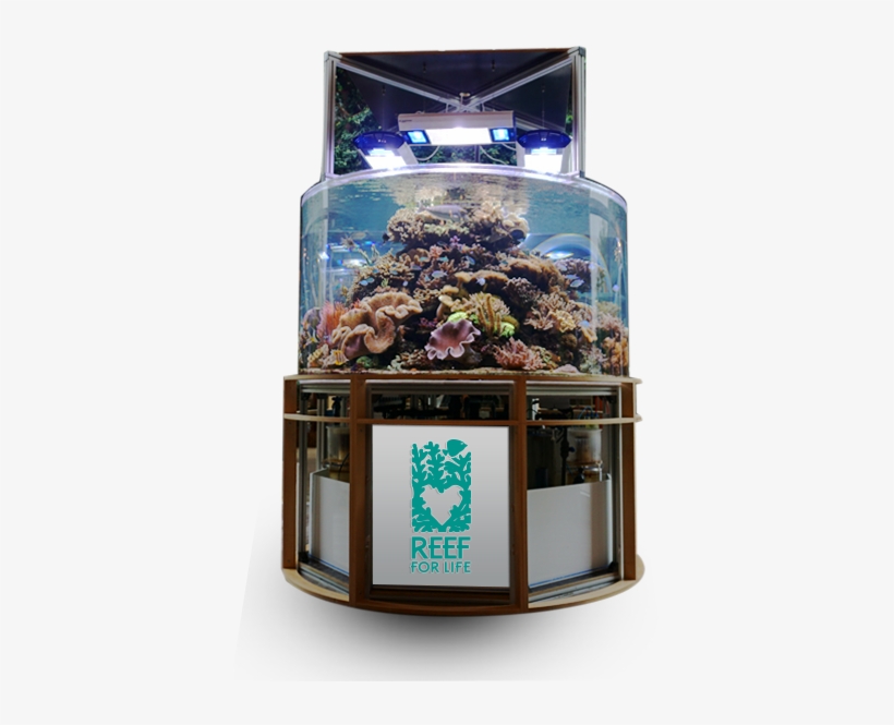 Add Value To Infrastructure - Aquarium, transparent png #2884414