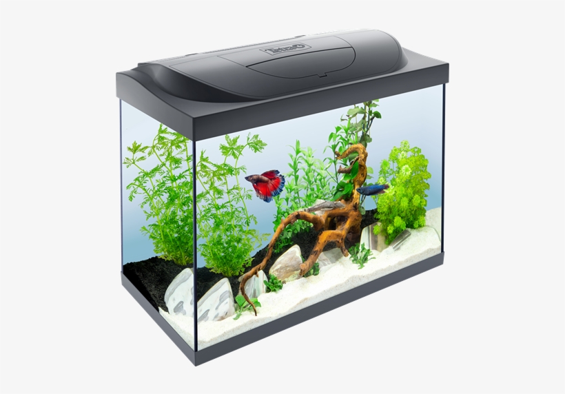 80l Aquarium, transparent png #2884484