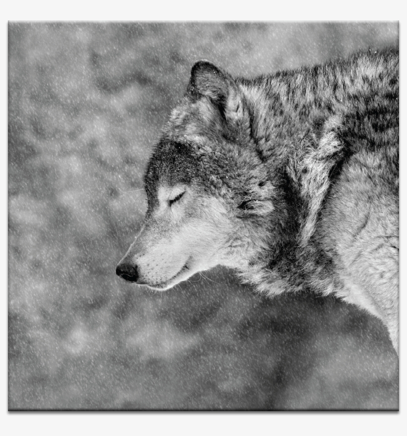 02ph Let It Snow - Wolf Pic Black And White, transparent png #2884810