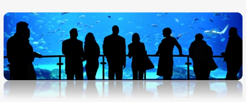 Come Diving With Us As We Get Up Close With The Fish - Georgia Aquarium, transparent png #2884830