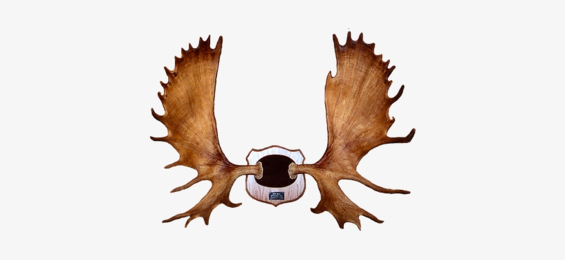 Moose Antler Clip Art, transparent png #2885735