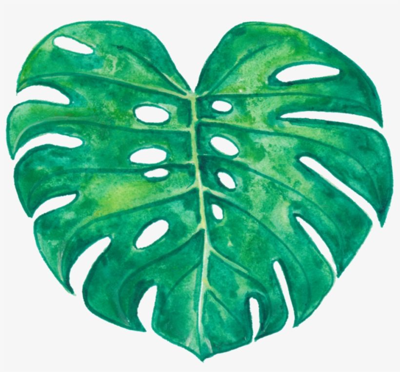 Monstera Deliciosa, transparent png #2886065