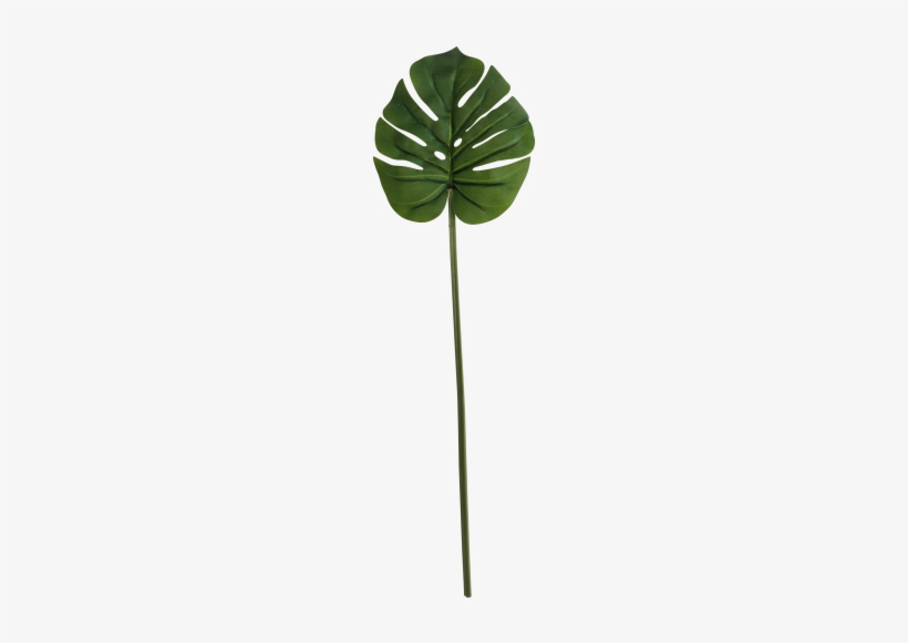 Monstera Leaf Stem 60cm - Plant Stem, transparent png #2886165