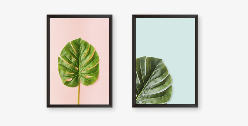 Set Of 2 Frames - Swiss Cheese Plant, transparent png #2886187