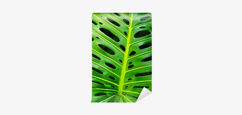 Zen Art Monstera Leaf Wooden Jigsaw Puzzle, transparent png #2886208