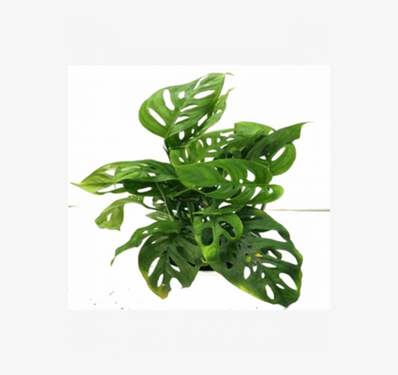 Monstera Obliqua Plant With Fertilizer & Plate Free - Monstera Obliqua, transparent png #2886276