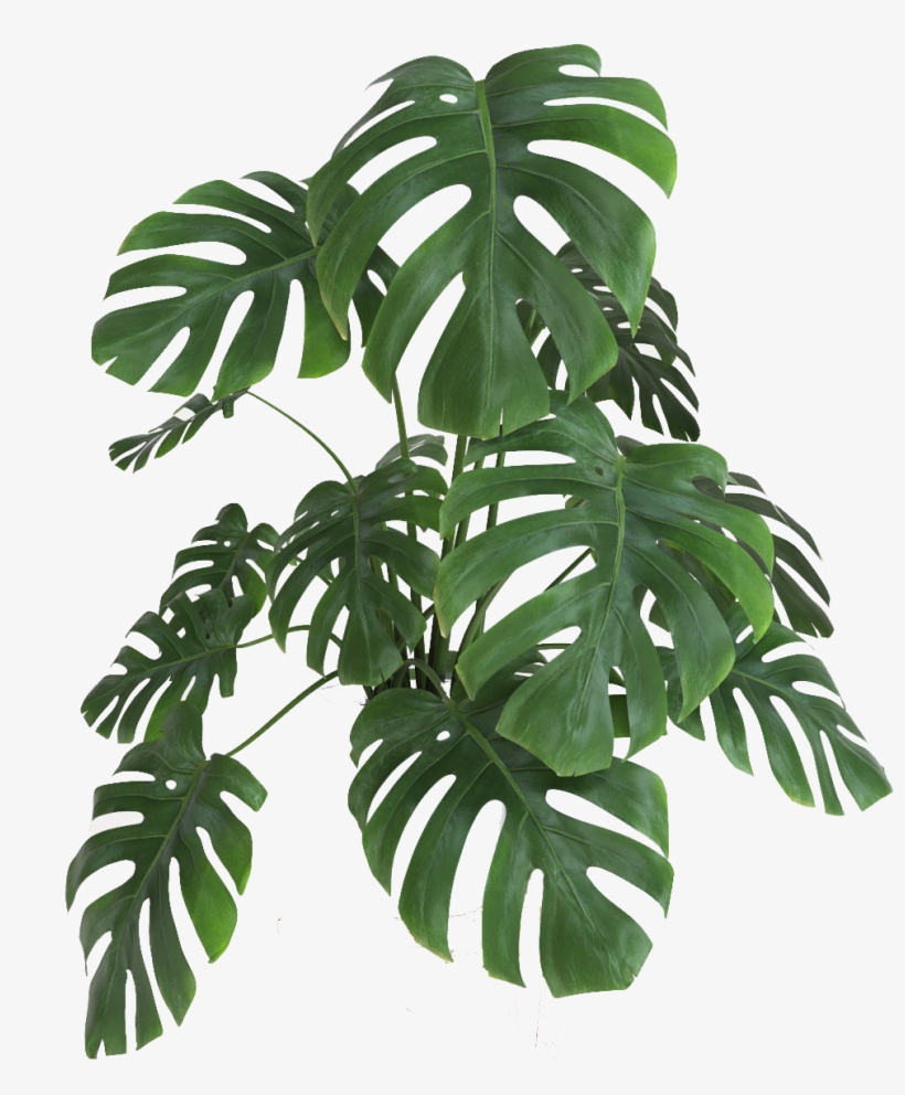 Planta - - Planta Monstera Png, transparent png #2886301