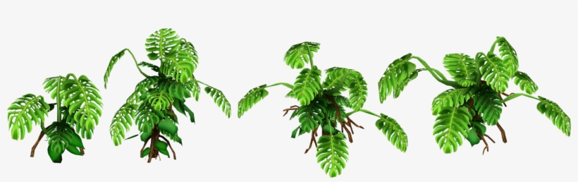 Montsera Slice - Wiki, transparent png #2886354