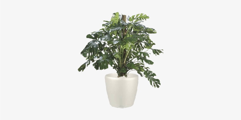 Swiss Cheese Plant - Split Leaf Philodendron, transparent png #2886380