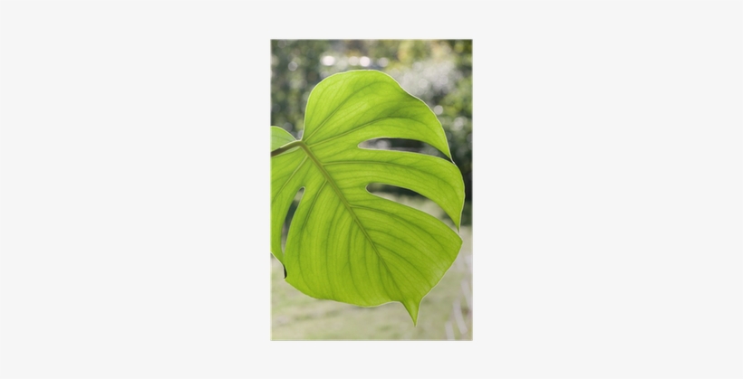 Swiss Cheese Plant, transparent png #2886404