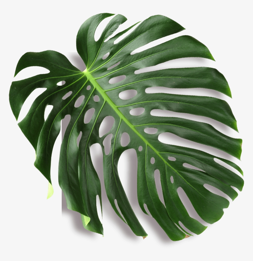 Anjelah Johnson-reyes Was Born And Raised In San Jose, - Obraz Jungle 006 40 X 52 Cm, transparent png #2886406