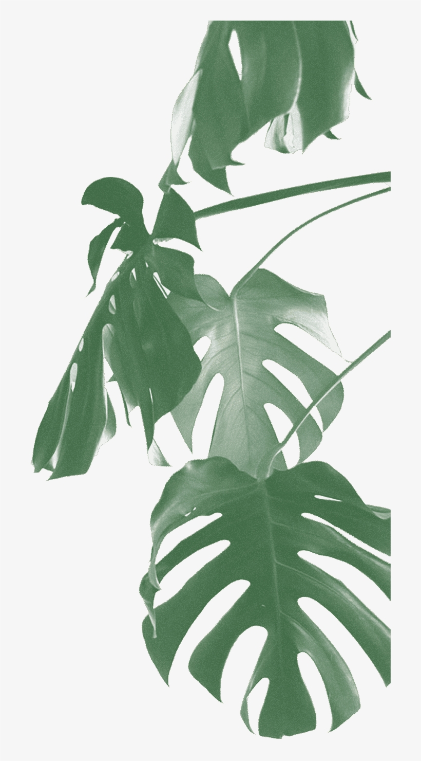 #1 - Swiss Cheese Plant, transparent png #2886449