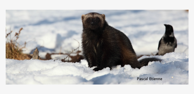 The Wolverine Is The Largest Terrestrial Member Of - Ecology, transparent png #2886810