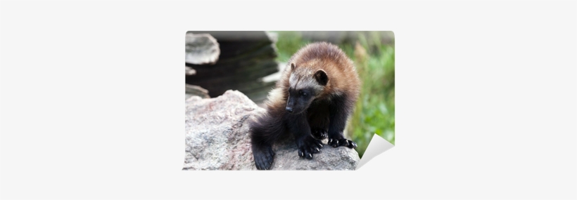 Wolverine, transparent png #2886913
