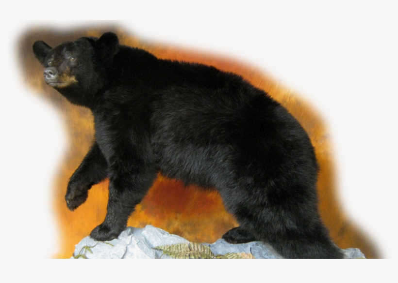 Slide0 Slide1 Slide2 Slide3 - American Black Bear, transparent png #2887539