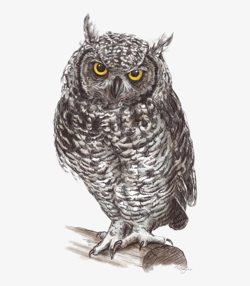 Owl Hd Clipart Png - Png Owls, transparent png #2888149