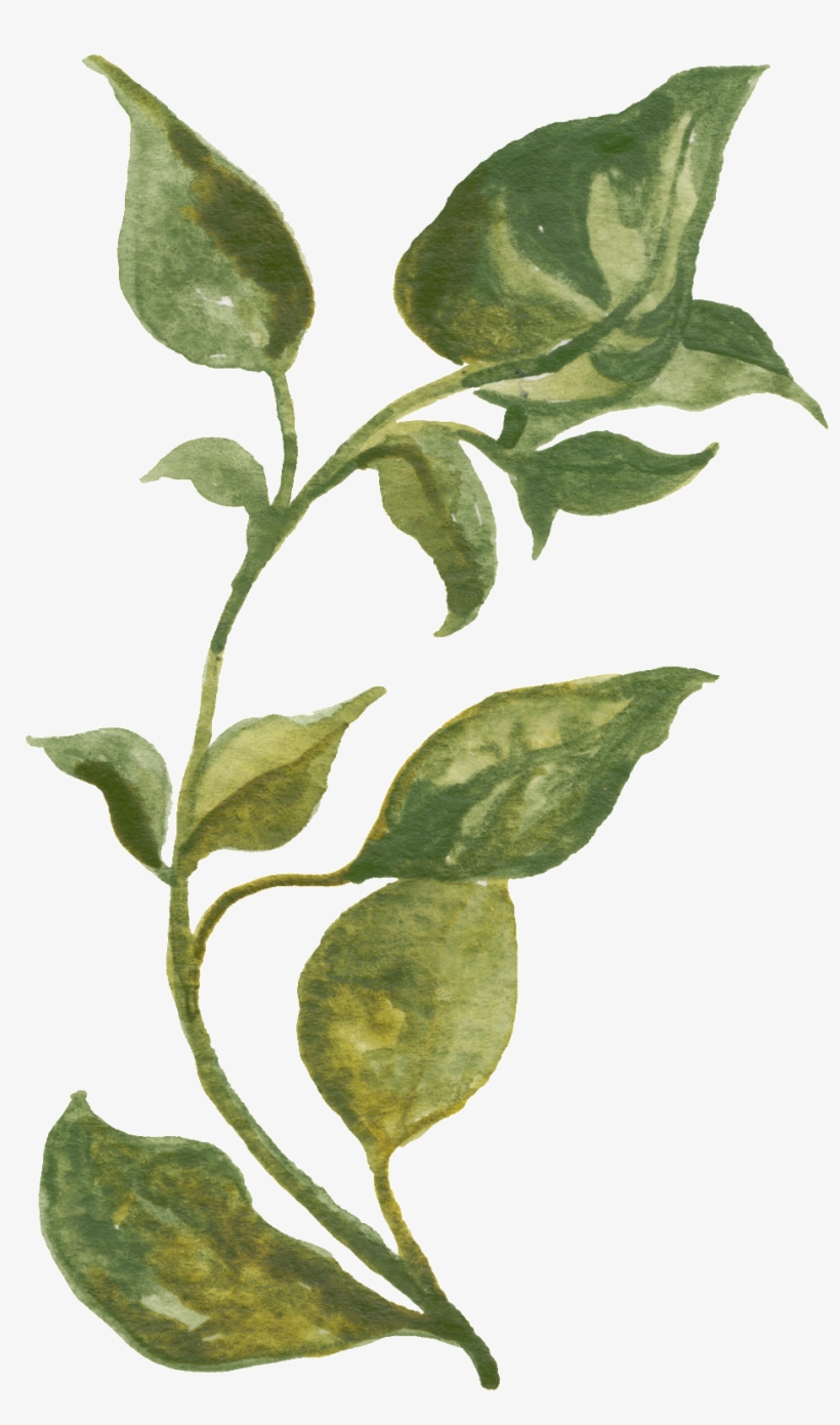 Green Vine Transparent Decorative - Herb Prints, transparent png #2888187