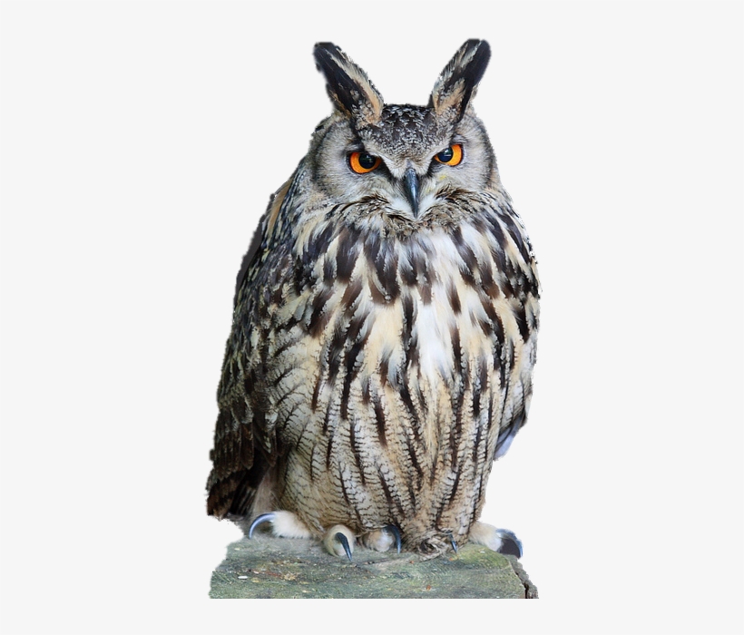 Owl Download Png - Owl Png, transparent png #2888250