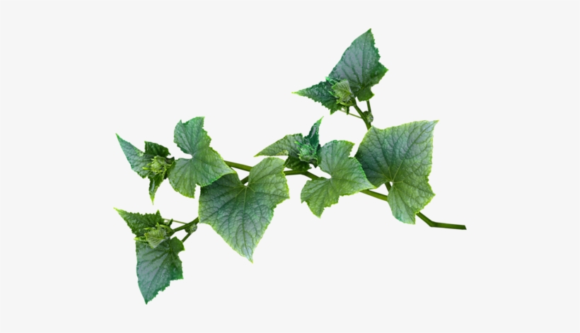 Faerie Blue Green Vine - Leaf Vines, transparent png #2888338