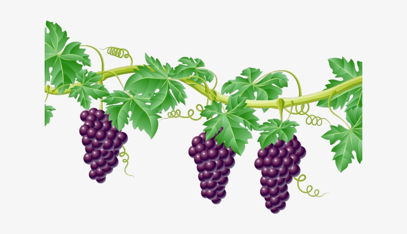 Vine Clipart Grape - Grape Vine Transparent Background, transparent png #2888344