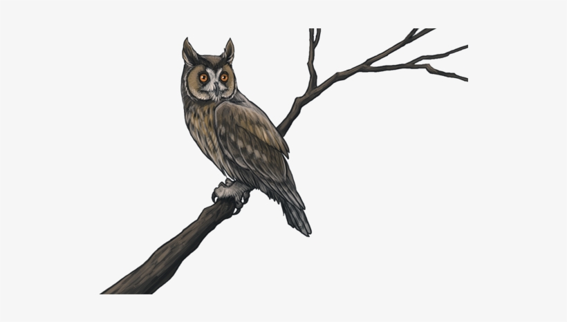 Owls-0 - Animal Jam Clans, transparent png #2888370