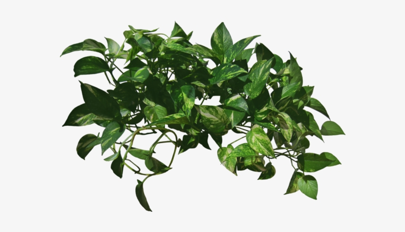 Go To Image - Vine Png, transparent png #2888559