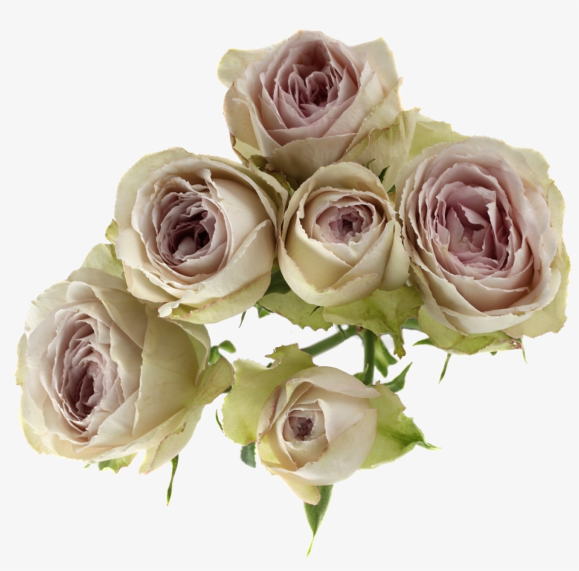 Silver Laceavailable Stem Size - Yellow, transparent png #2892625