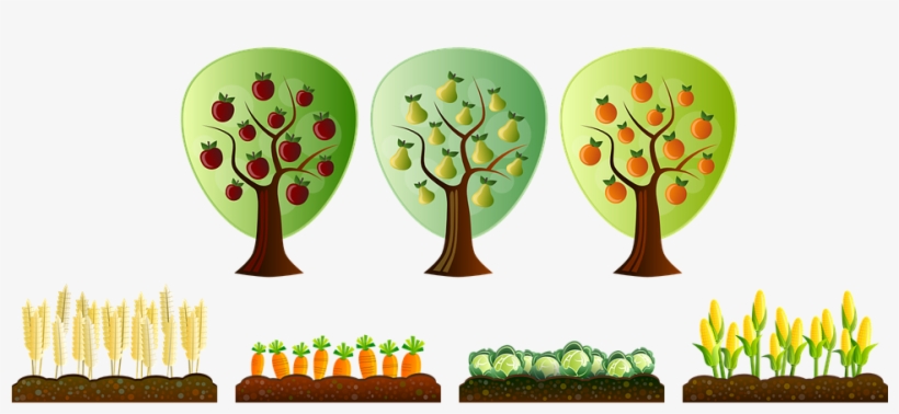 First Vegetable Garden - Crop Clipart, transparent png #2892898