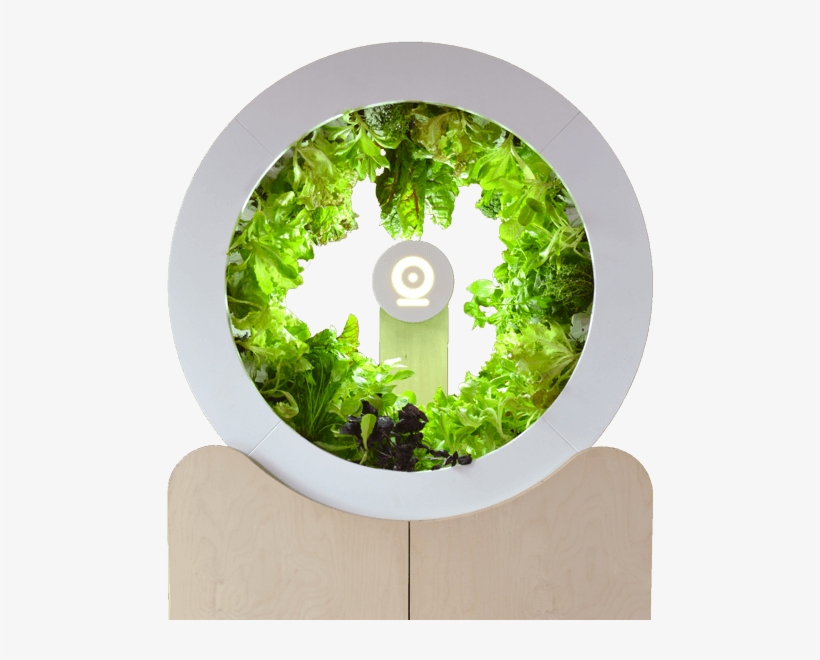 Indoor Vegetable Garden - Kitchen Garden, transparent png #2892924