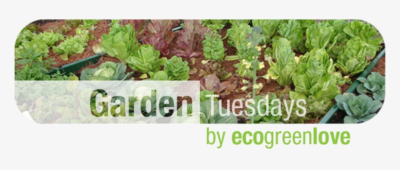 Copy-2tuesdays - 5 Lbs Soil Vigor + Humic Acid (organic) Super Absorbent, transparent png #2892944