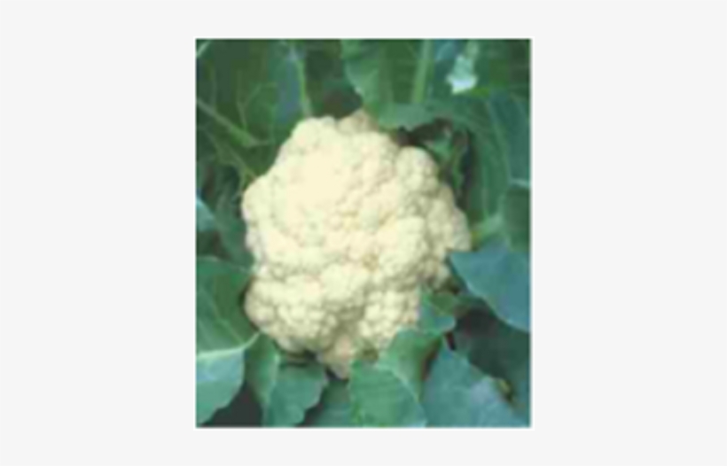 Cauliflower, transparent png #2893005