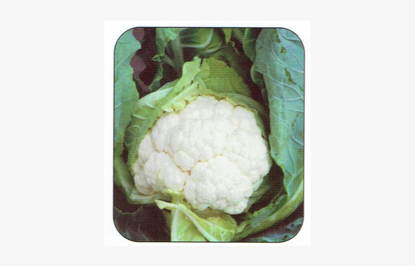 Cauliflower Clapton F1 Plants, transparent png #2893205