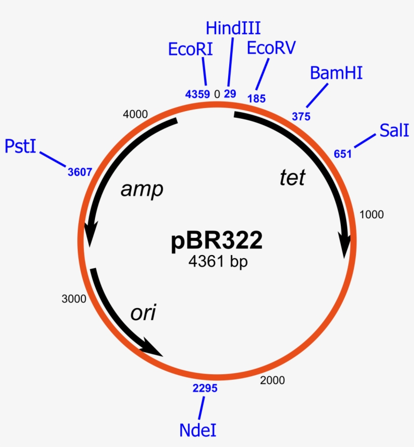 Pbr 322, transparent png #2894192