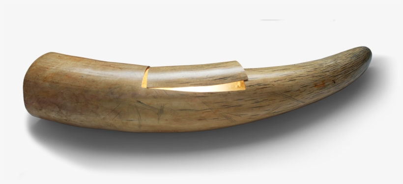 Tracking The Illegal Tusk Trade - Ivory Tusk, transparent png #2894489