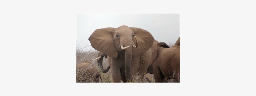 African Elephant, transparent png #2894856