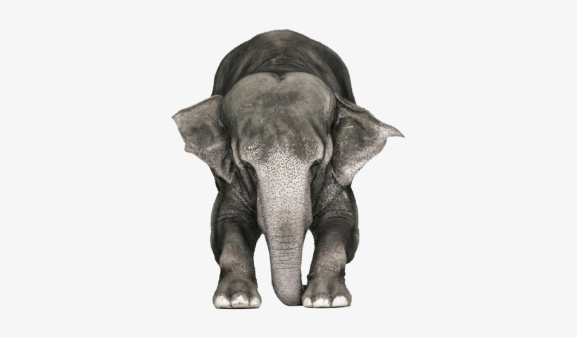 Elefante Psd - Animal Psd, transparent png #2894960