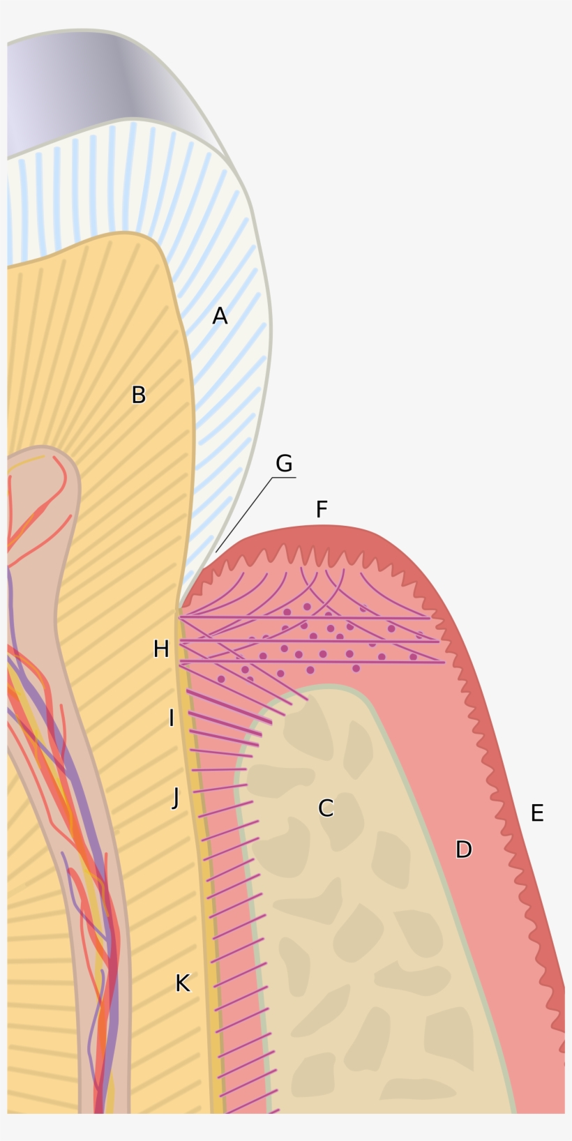 A Diagram Of The Periodontium - Gingival Sulcus, transparent png #2896519