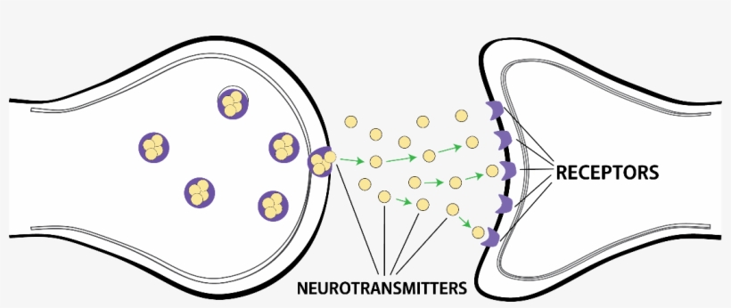 Brain Sections - Adhd Brain Receptors, transparent png #2897704