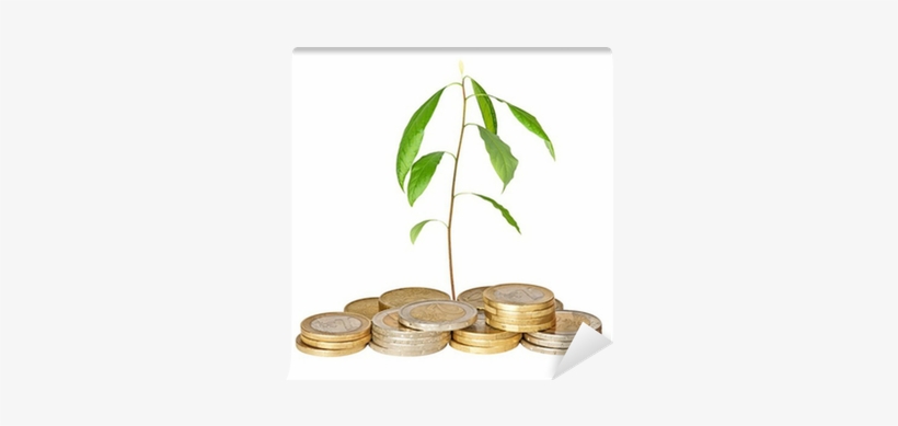 Avocado Seedling Growing From Pile Of Coins Wall Mural - Entrepreneurship: Creating And Leading An Entrepreneurial, transparent png #2898357