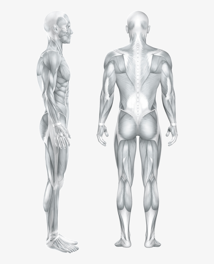 Heel Or Foot Pain - Anatomy Of Male Muscular System, Back View. Poster, transparent png #2898480