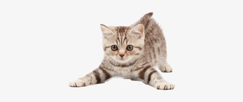Visit - Imagen De Gatito Png, transparent png #2899643