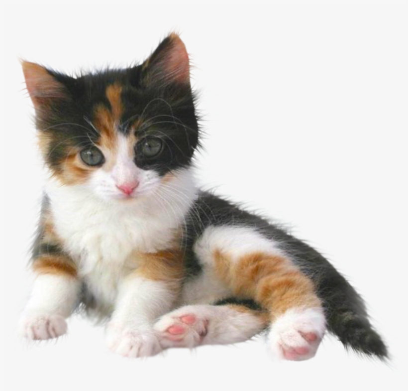 Gatos Png - Cute Kitten Transparent Png, transparent png #2899666