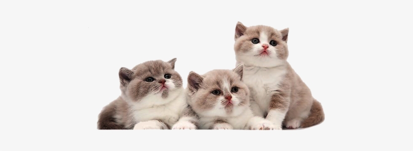 Gatos Lineas - صور ثلاث قطط جميله, transparent png #2899700