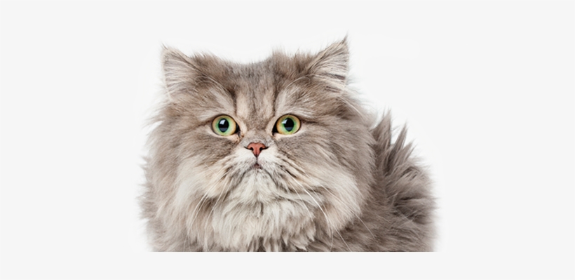 Insecticidas Y Anti-insectos Naturales Para Gatos - Petmate Litter Box Liners Medium, transparent png #2899769