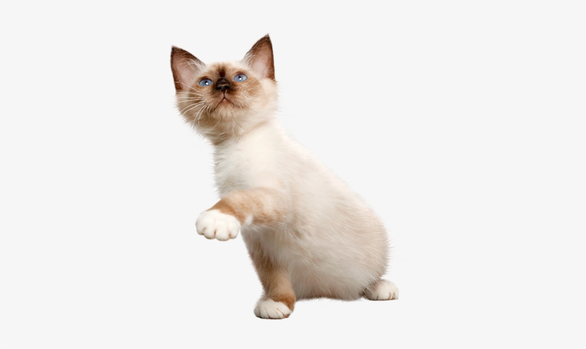 We Know About Cats - Kitten, transparent png #2899791