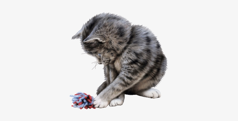 Cats Graphics - Tubes Cat Png, transparent png #2899811